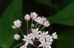 Fourleaf milkweed